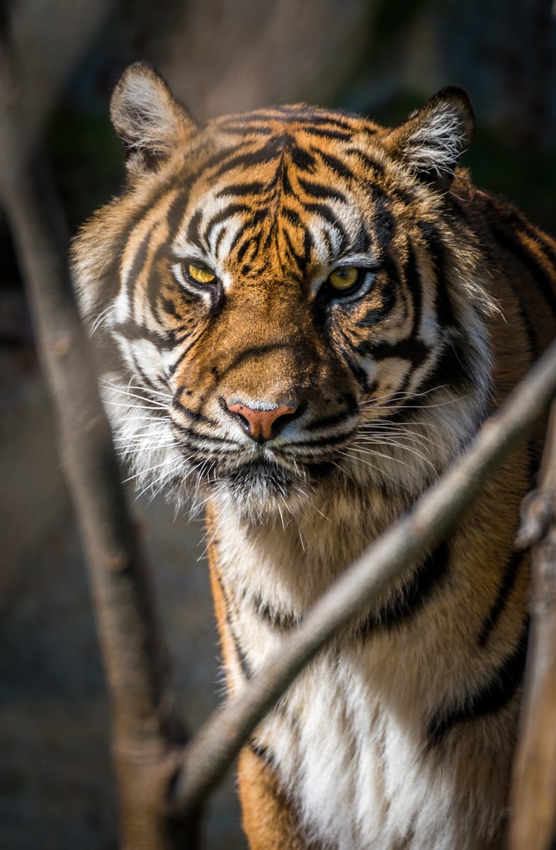 Close-up portrait of a Bengal tiger showcasing its fierce and majestic presence.
