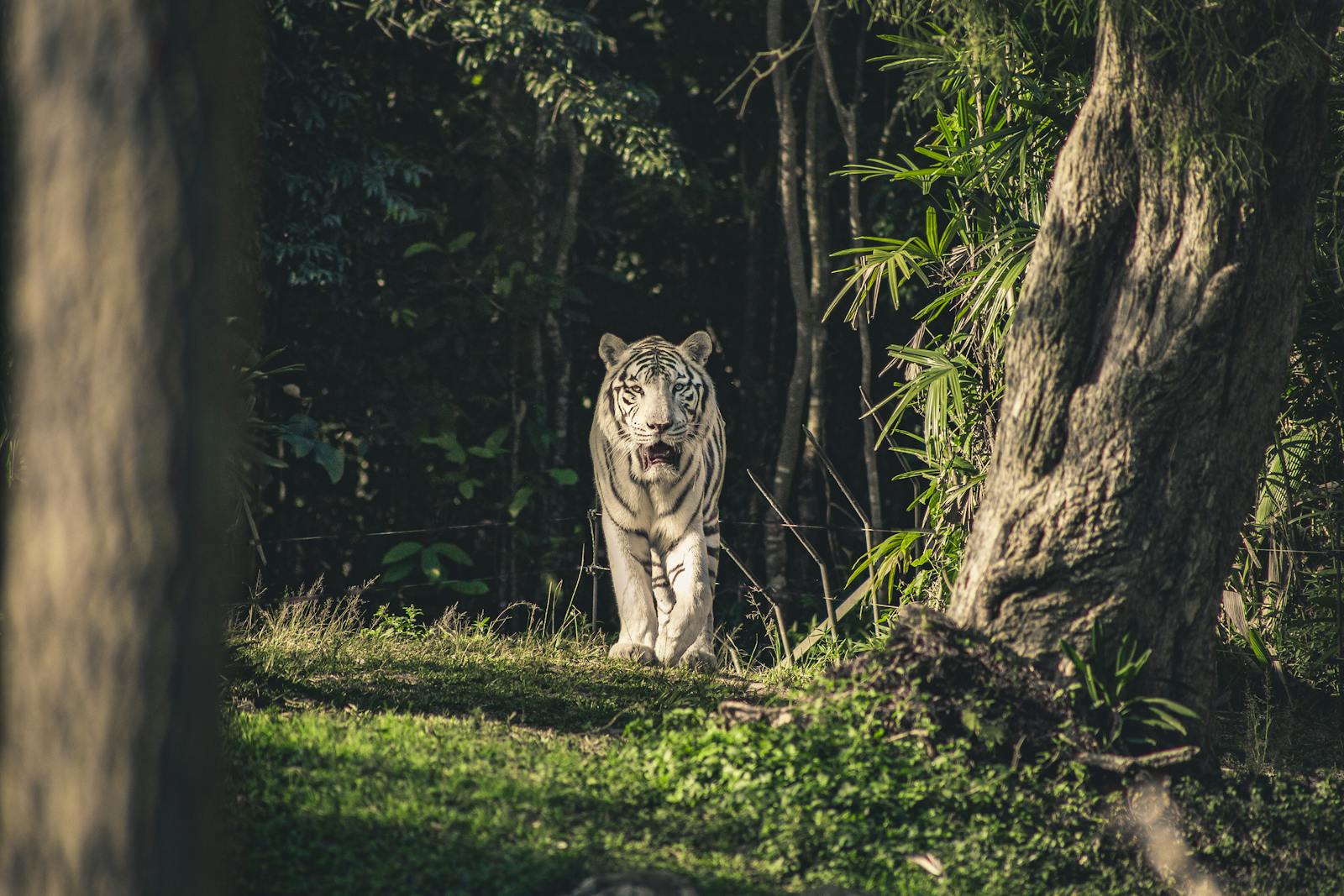 A striking white tiger emerges from the shadowy jungle, highlighting its powerful presence in the wild.