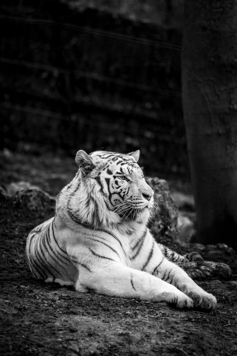 A stunning grayscale photo of a white tiger lying down in a forest, capturing the essence of wildlife.