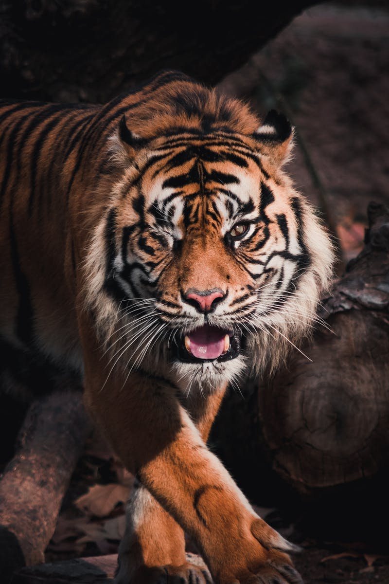 Dangerous hairy wild tiger with striped fur and mouth opened in wildlife in daytime